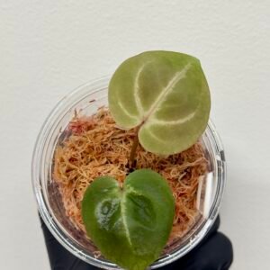 [Clone] BG ???????? Anthurium NSE Red Crystallinum S1 [M2] - P1