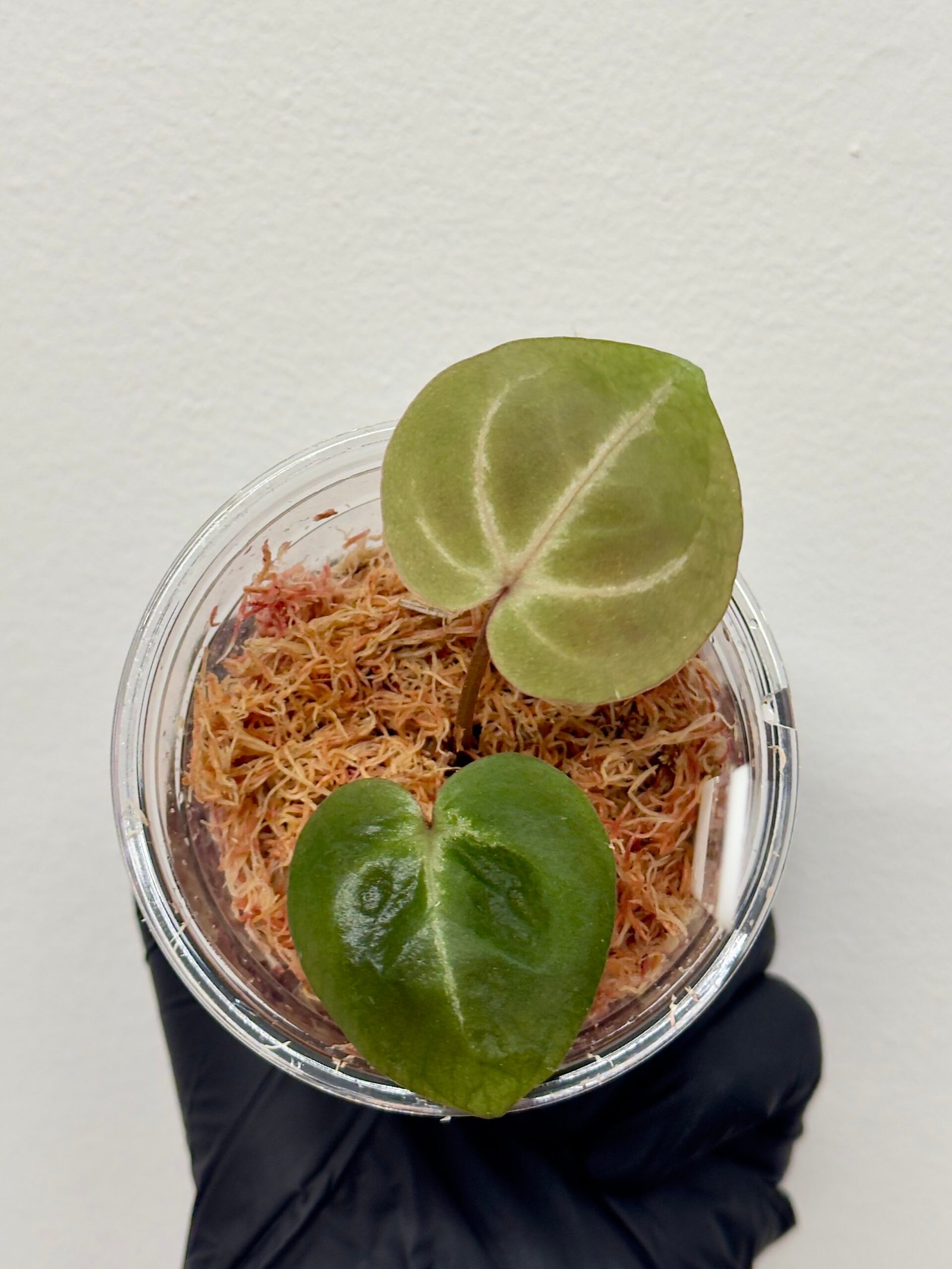 [Clone] BG ???????? Anthurium NSE Red Crystallinum S1 [M2] - P1 - Image 1