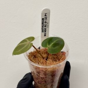 [Clone] BG ???????? Anthurium NSE Red Crystallinum S1 [M2] - P1 - Image 3