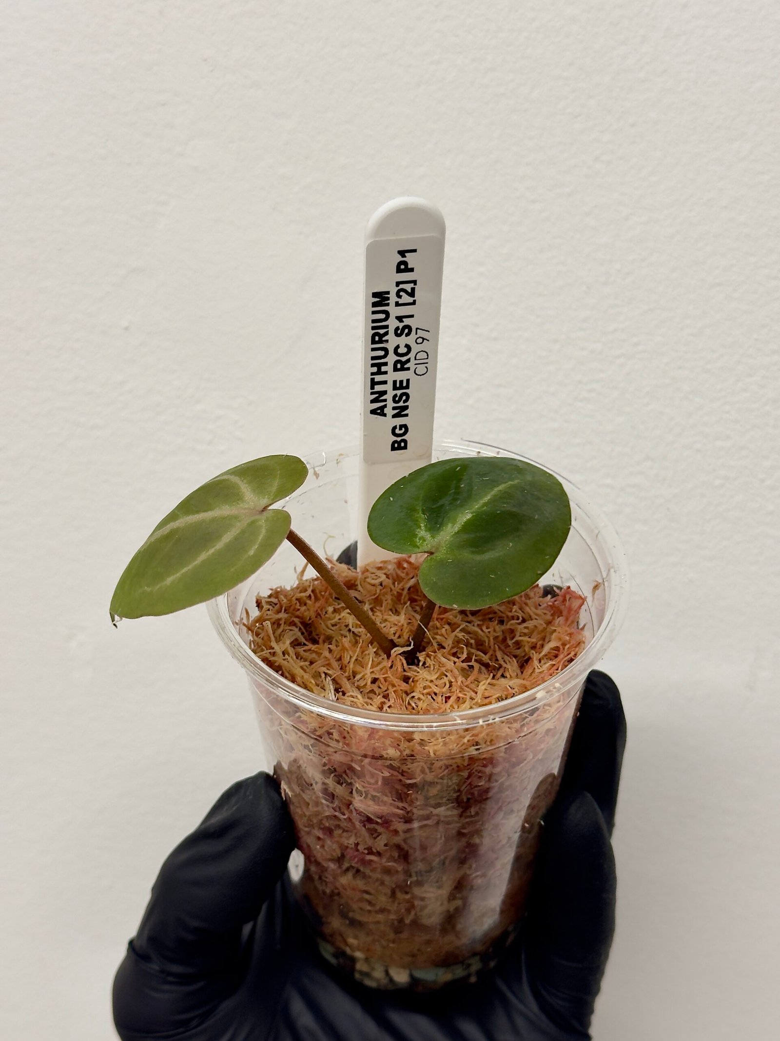 [Clone] BG ???????? Anthurium NSE Red Crystallinum S1 [M2] - P1 - Image 3