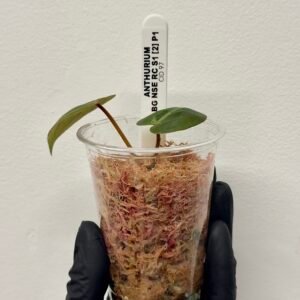 [Clone] BG ???????? Anthurium NSE Red Crystallinum S1 [M2] - P1 - Image 2