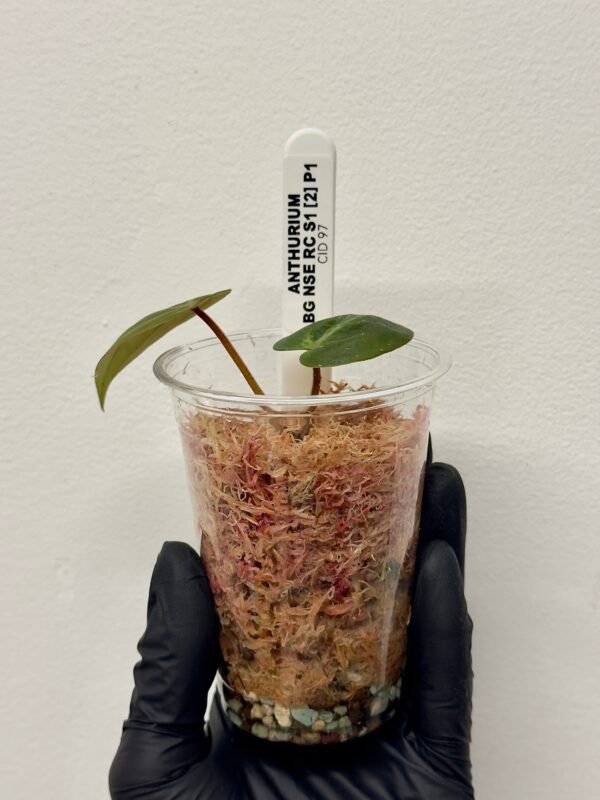 [Clone] BG ???????? Anthurium NSE Red Crystallinum S1 [M2] - P1