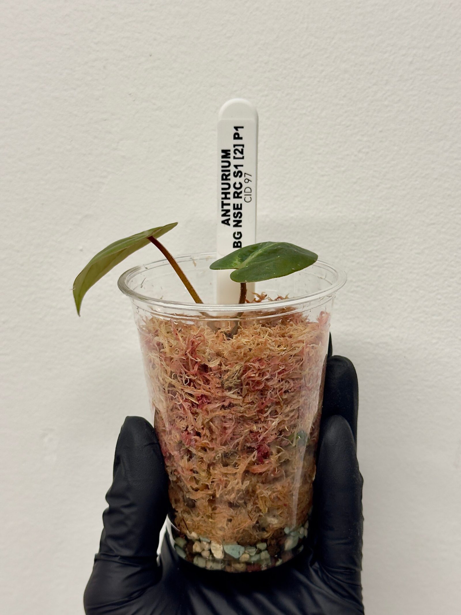 [Clone] BG ???????? Anthurium NSE Red Crystallinum S1 [M2] - P1 - Image 2