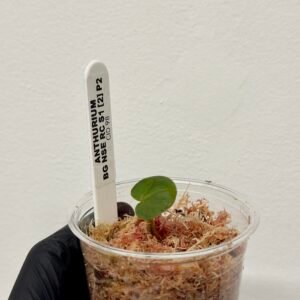 [Clone] BG ???????? Anthurium NSE Red Crystallinum S1 [M2] - P2 - Image 6