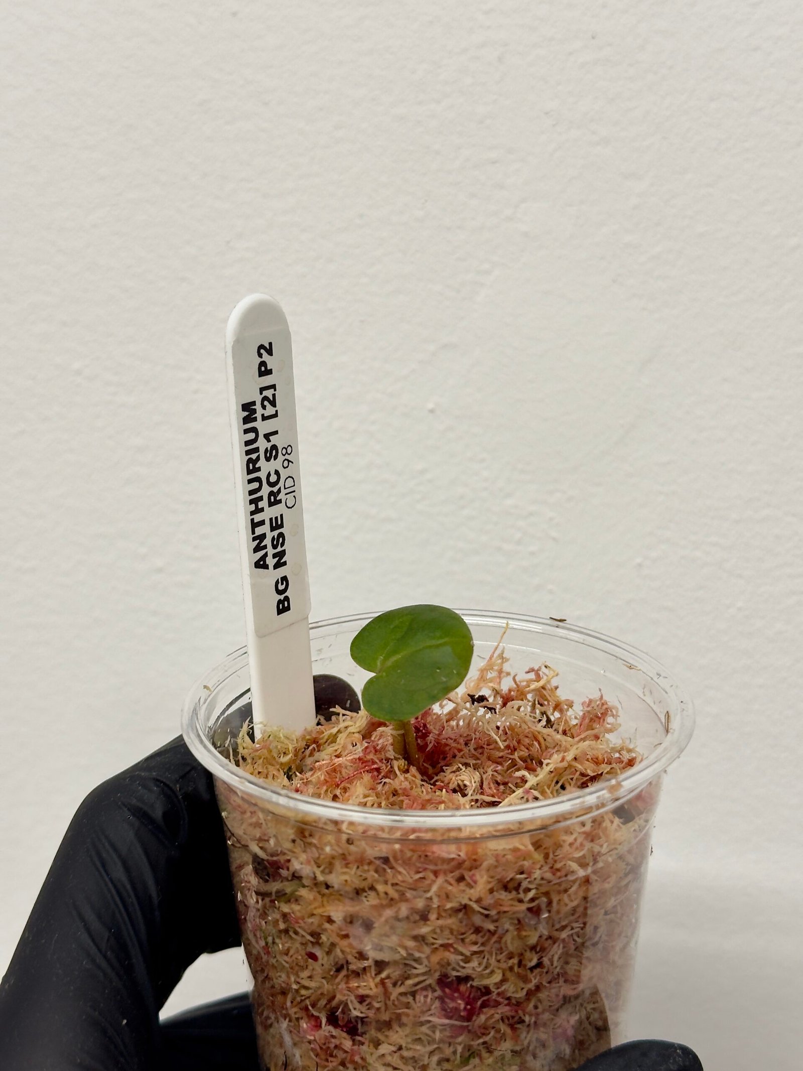 [Clone] BG ???????? Anthurium NSE Red Crystallinum S1 [M2] - P2 - Image 6