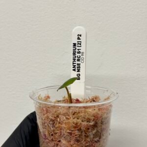 [Clone] BG ???????? Anthurium NSE Red Crystallinum S1 [M2] - P2 - Image 7