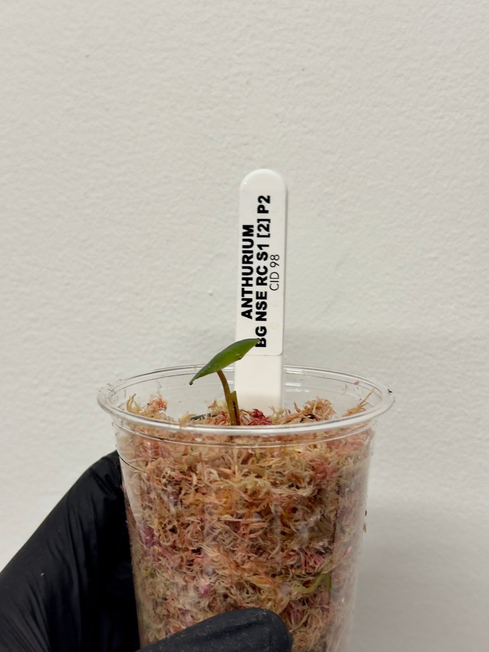 [Clone] BG ???????? Anthurium NSE Red Crystallinum S1 [M2] - P2 - Image 7