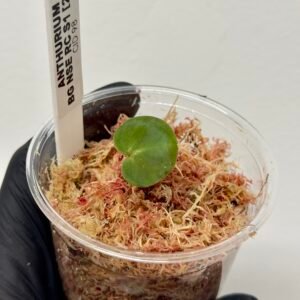 [Clone] BG ???????? Anthurium NSE Red Crystallinum S1 [M2] - P2 - Image 2