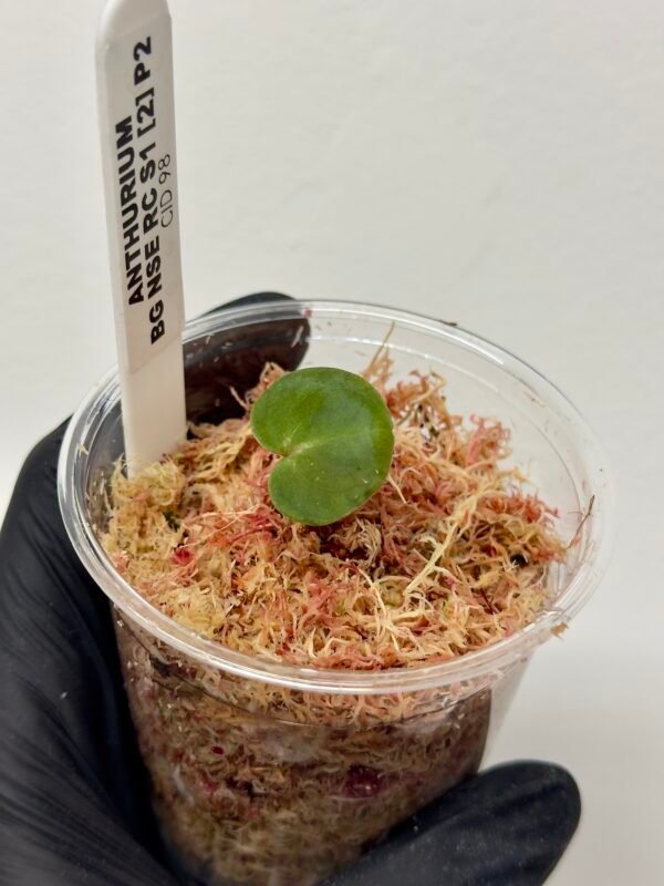 [Clone] BG ???????? Anthurium NSE Red Crystallinum S1 [M2] - P2
