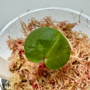 [Clone] BG ???????? Anthurium NSE Red Crystallinum S1 [M2] - P2