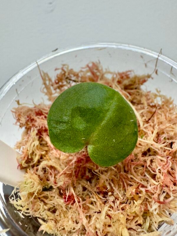 [Clone] BG ???????? Anthurium NSE Red Crystallinum S1 [M2] - P2