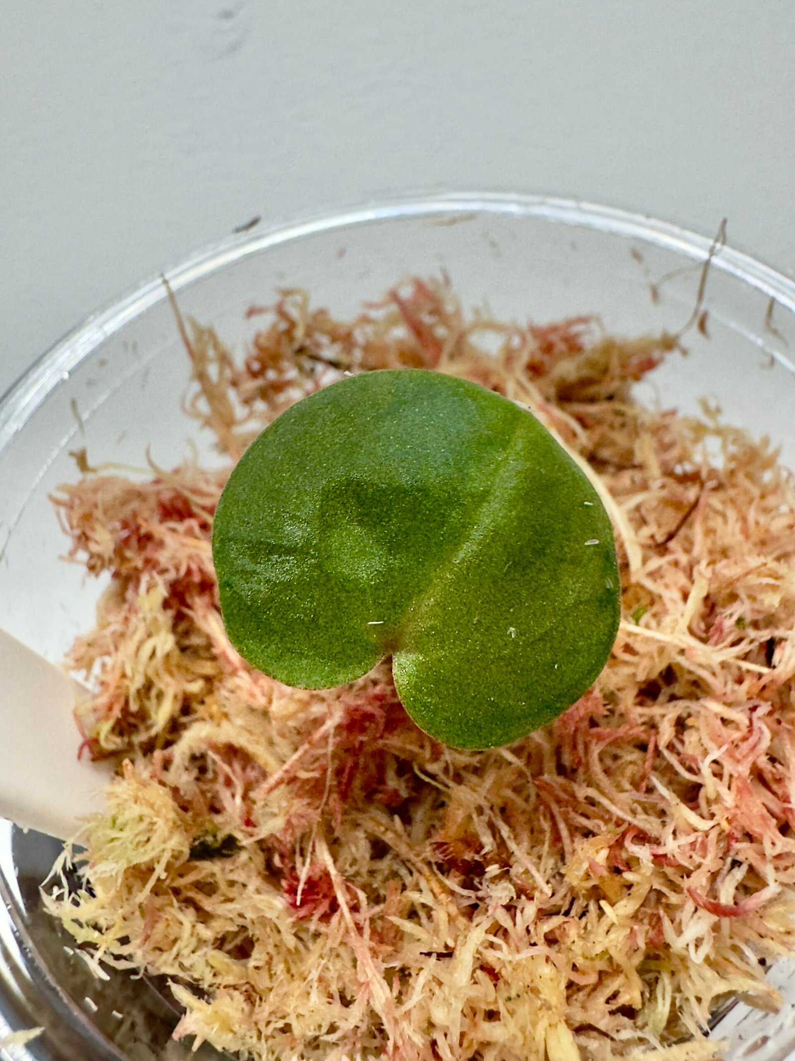 [Clone] BG ???????? Anthurium NSE Red Crystallinum S1 [M2] - P2 - Image 1