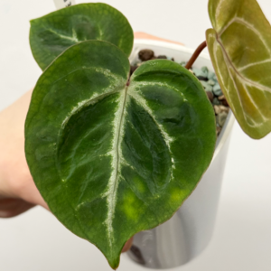 [Clone] BG ???????? Anthurium NSE Red Crystallinum S1 [M2] - P1 - Image 6