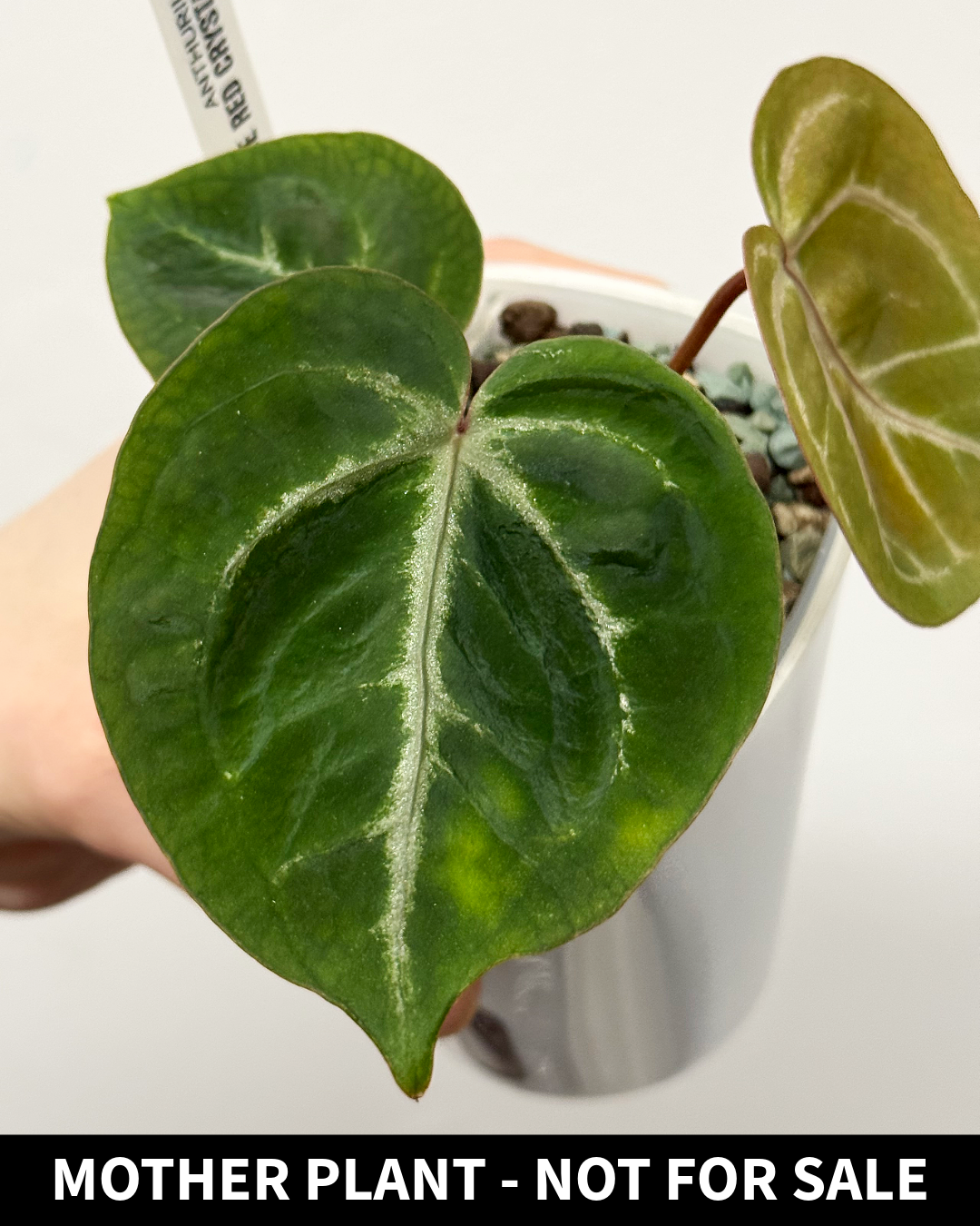 [Clone] BG ???????? Anthurium NSE Red Crystallinum S1 [M2] - P1 - Image 6