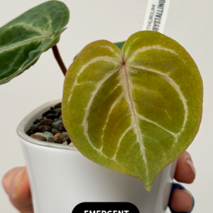 [Clone] BG ???????? Anthurium NSE Red Crystallinum S1 [M2] - P1 - Image 5