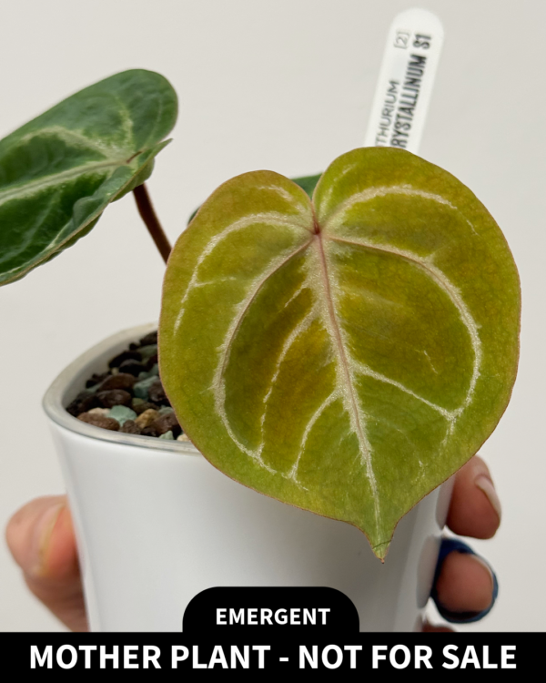 [Clone] BG ???????? Anthurium NSE Red Crystallinum S1 [M2] - P1