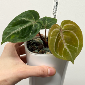 [Clone] BG ???????? Anthurium NSE Red Crystallinum S1 [M2] - P1 - Image 4