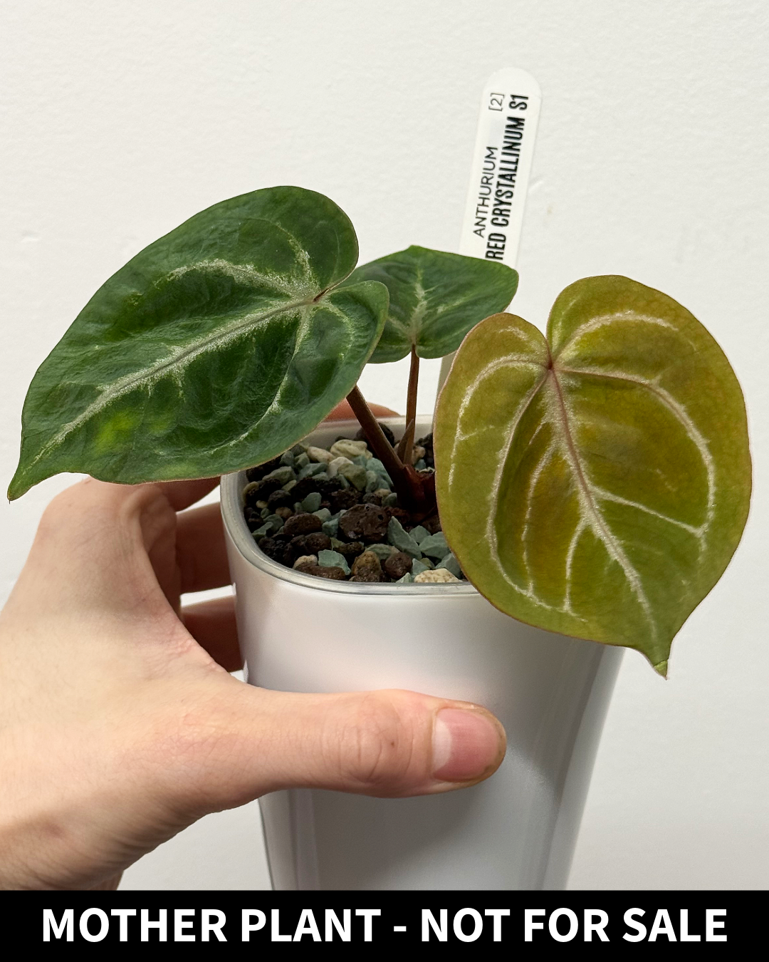 [Clone] BG ???????? Anthurium NSE Red Crystallinum S1 [M2] - P1 - Image 4