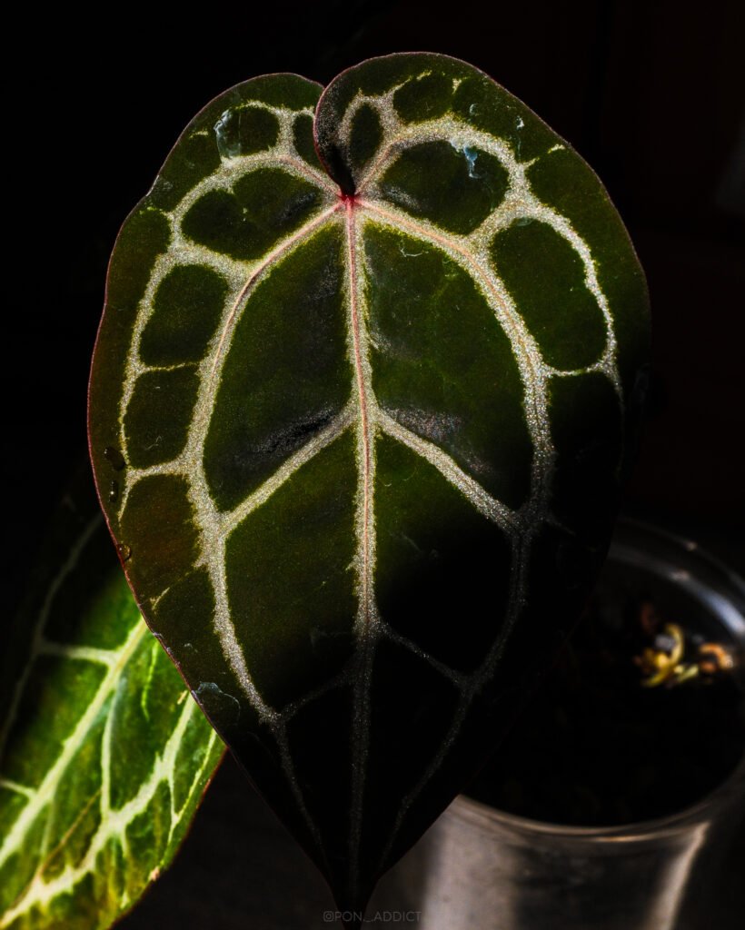 Anthurium