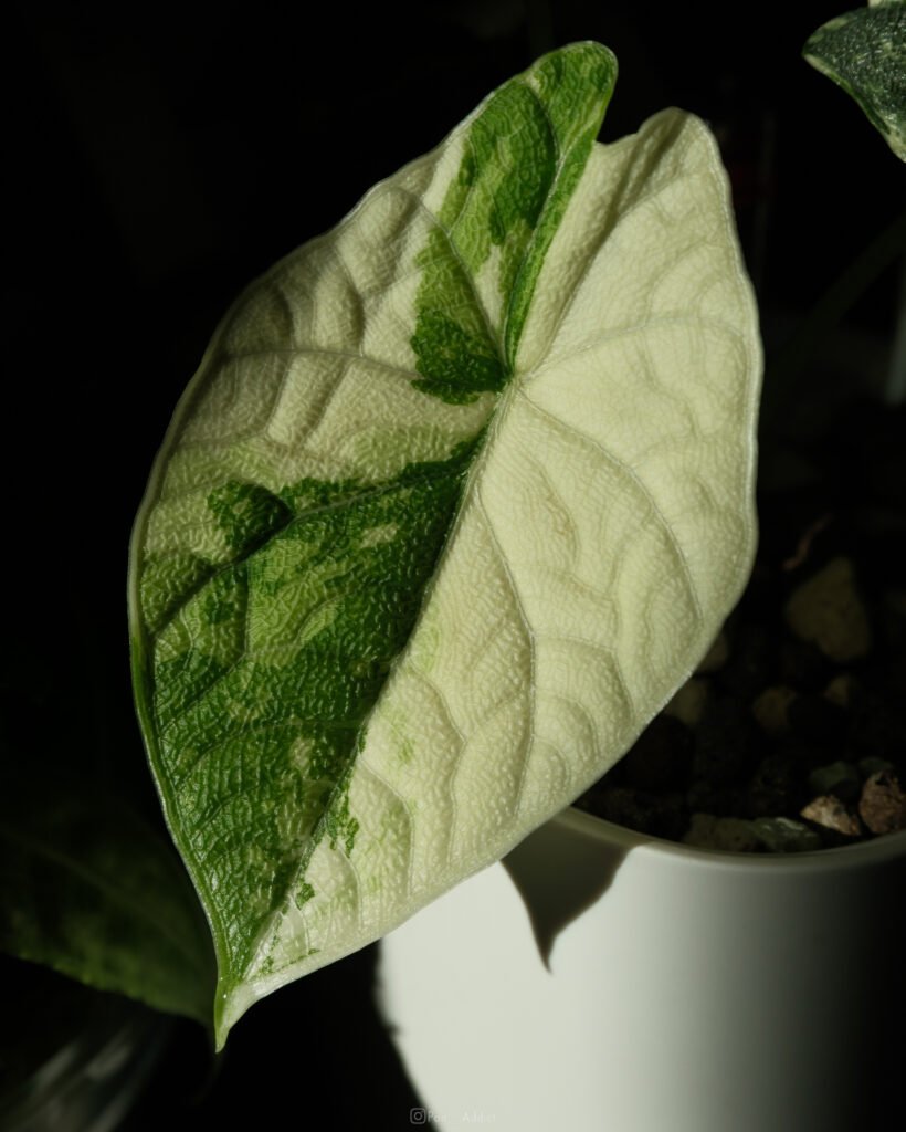 Alocasia