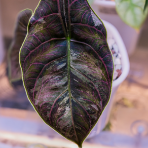 Alocasia Azlanii Pink Variegated [1] - Image 6