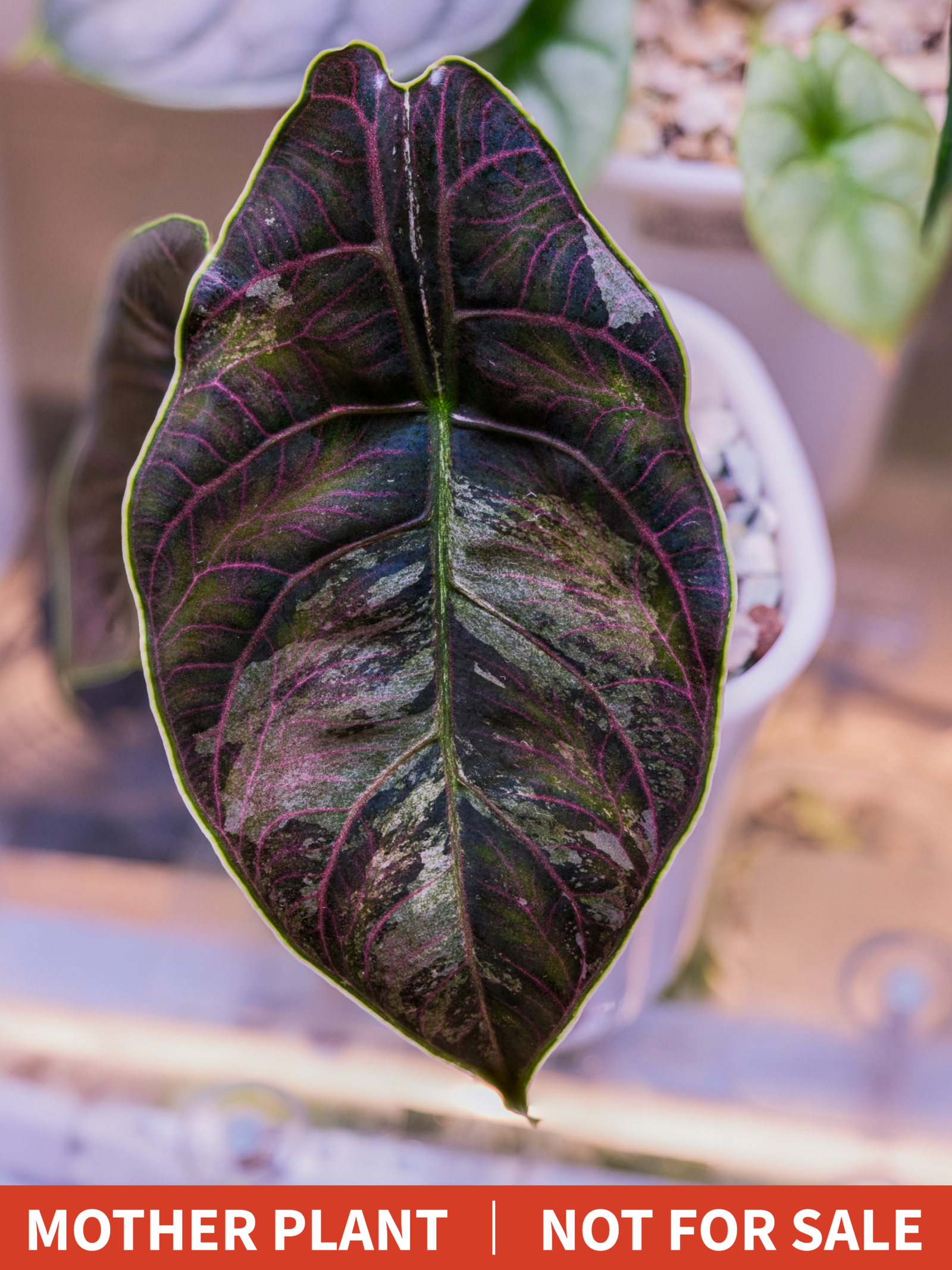 Alocasia Azlanii Pink Variegated [1] - Image 6