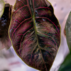 Alocasia Azlanii Pink Variegated [1] - Image 5