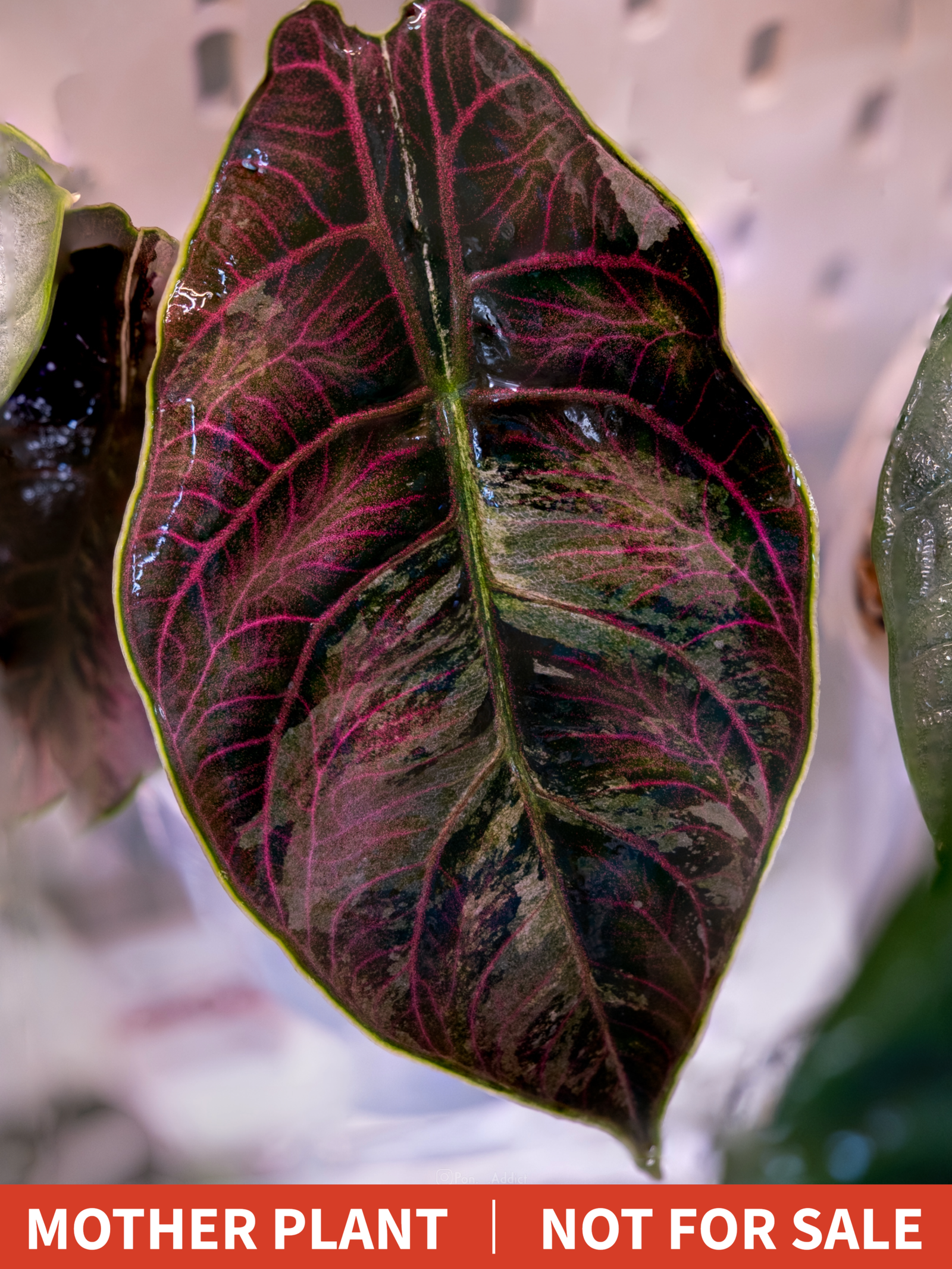 Alocasia Azlanii Pink Variegated [1] - Image 5