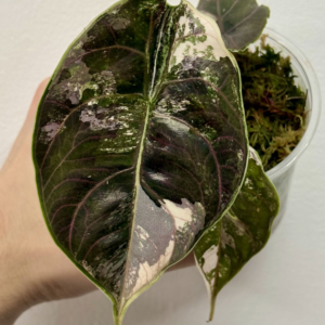 Alocasia Azlanii Pink Variegated [1]