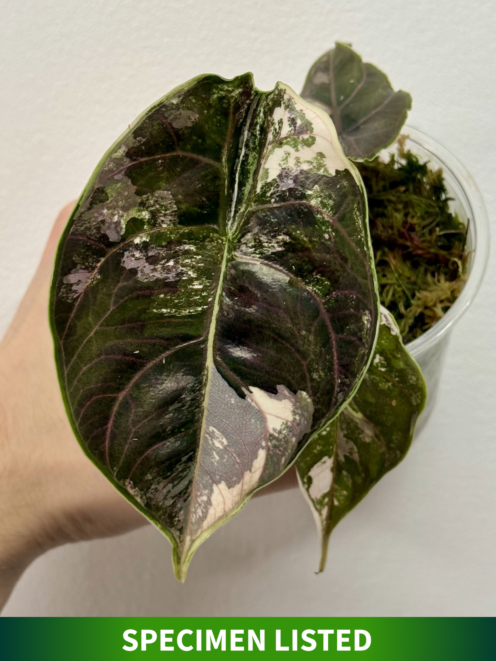 Alocasia Azlanii Pink Variegated [1] - Image 1