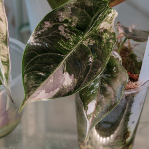 Alocasia Azlanii Pink Variegated [1] - Image 3