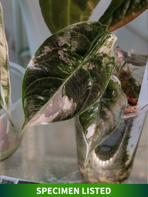 Alocasia Azlanii Pink Variegated [1]