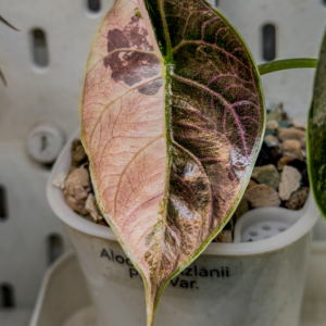 Alocasia Azlanii Pink Variegated [1] - Image 4