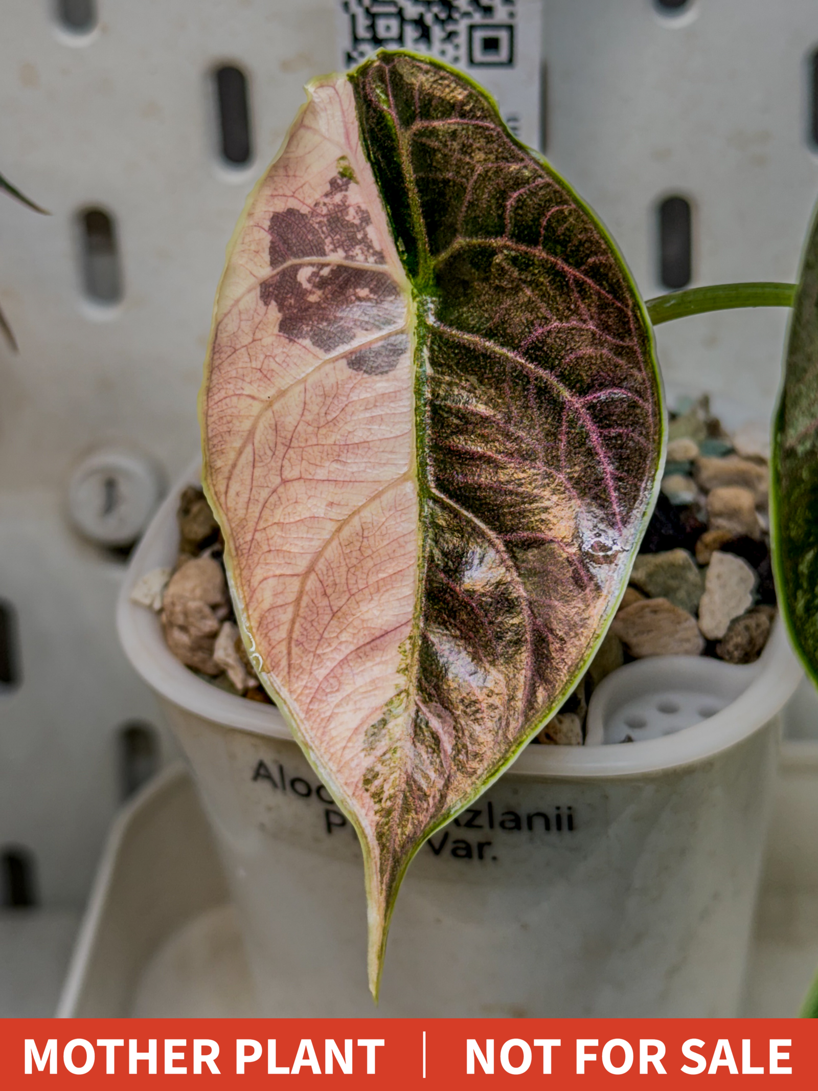 Alocasia Azlanii Pink Variegated [1] - Image 4
