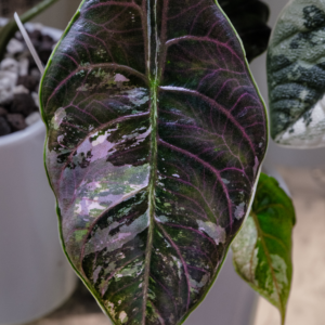 Alocasia Azlanii Pink Variegated [1] - Image 7