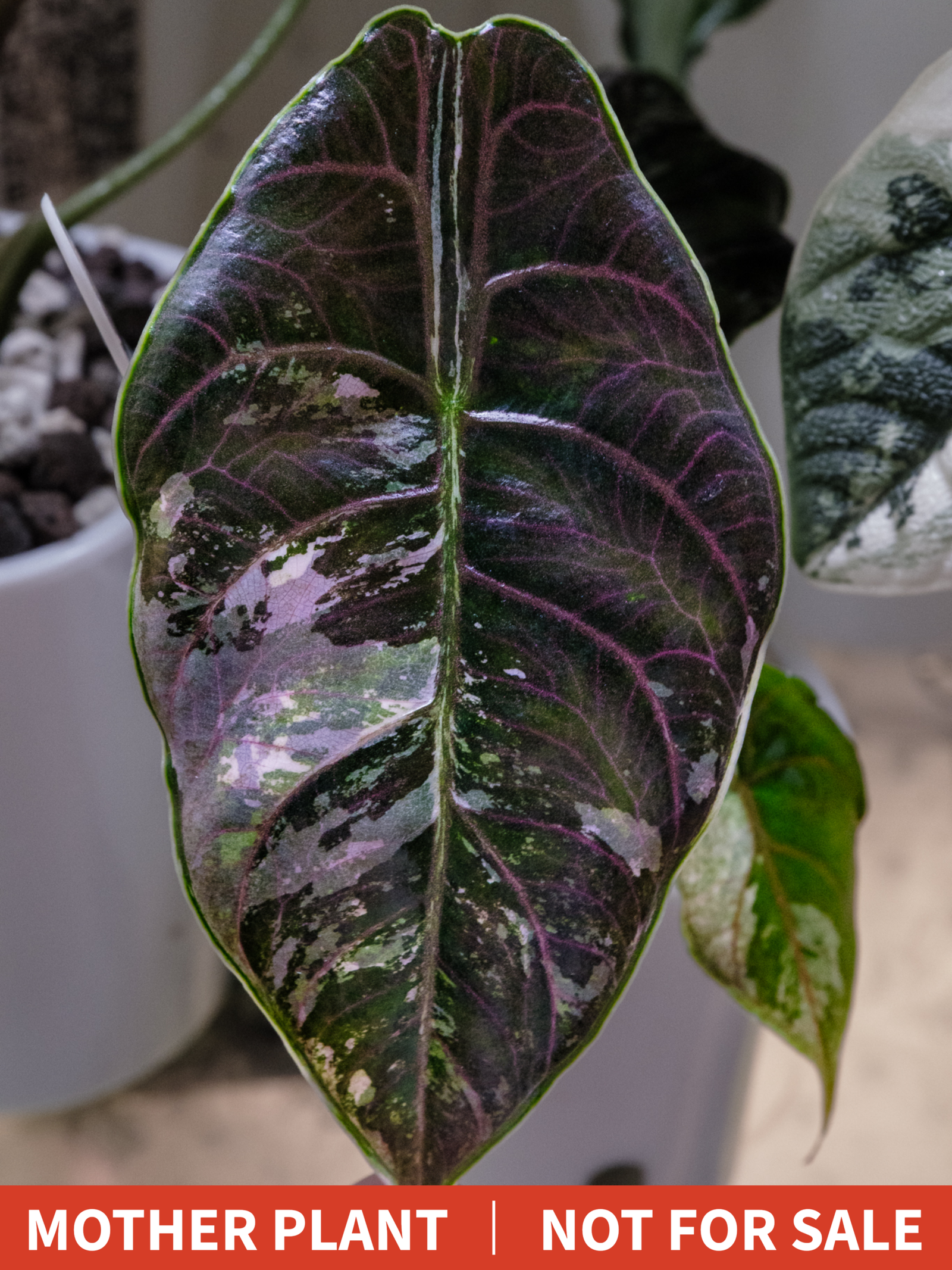Alocasia Azlanii Pink Variegated [1] - Image 7