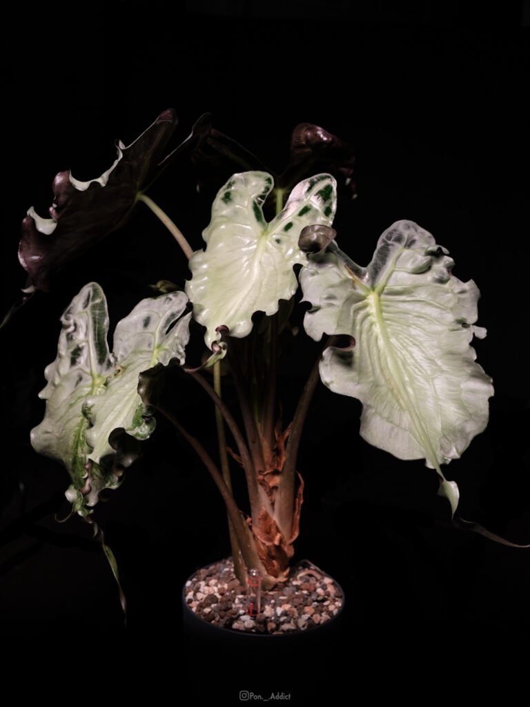 Alocasia Venom [A]