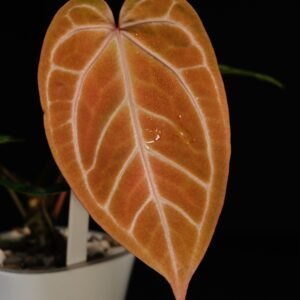 [Clone] BG 🇺🇸 Anthurium NSE Red Crystallinum S1 “Orange Crystallinum”  [M2] – P2