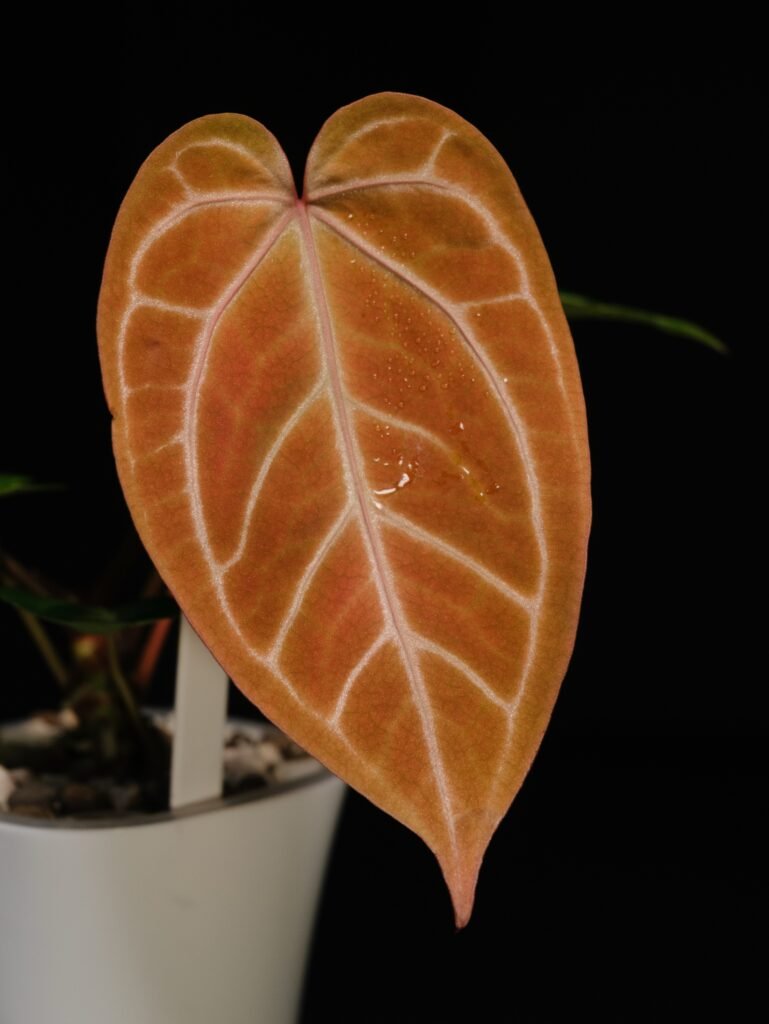 [Clone] BG 🇺🇸 Anthurium NSE Red Crystallinum S1 “Orange Crystallinum”  [M2] – P1