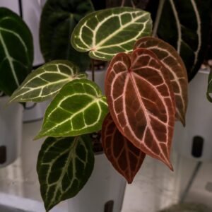 [Clone] BG 🇺🇸 Anthurium NSE Red Crystallinum S1 “Rainbow” [M1]– P2