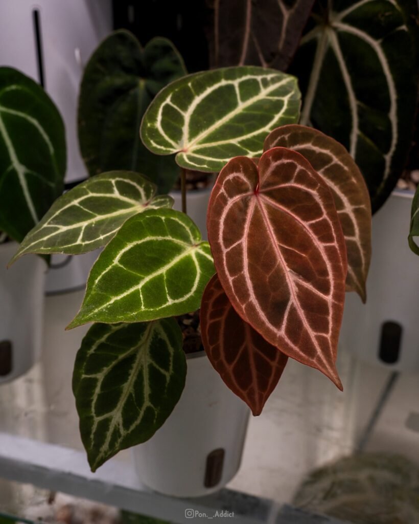 [Clone] BG 🇺🇸 Anthurium NSE Red Crystallinum S1 “Rainbow” [M1]– P1